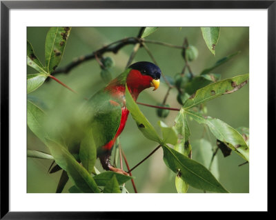 Collared Lory Sitting On A Tree Branch by Tim Laman Pricing Limited Edition Print image