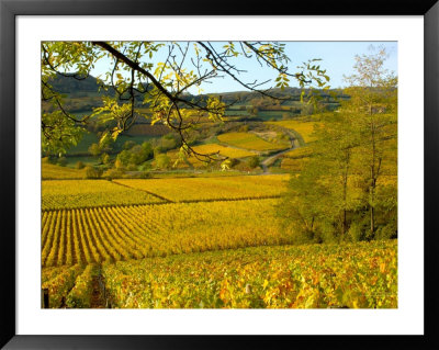 Autumn Morning In Pouilly-Fuisse Vineyards, France by Lisa S. Engelbrecht Pricing Limited Edition Print image