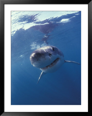 Underwater View Of A Great White Shark, South Africa by Michele Westmorland Pricing Limited Edition Print image