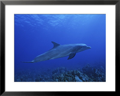 Bottlenose Dolphin, Underwater, Caribbean by Gerard Soury Pricing Limited Edition Print image
