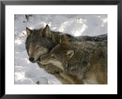Gray Wolf, Two Captive Adults Kissing, Montana, Usa by Daniel Cox Pricing Limited Edition Print image