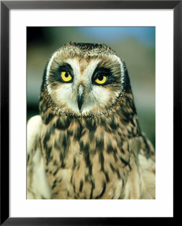 Short-Eared Owl, Portrait, Usa by Frank Schneidermeyer Pricing Limited Edition Print image