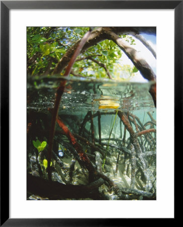 Mangrove Roots, Seychelles, Indian Ocean by Louise Murray Pricing Limited Edition Print image