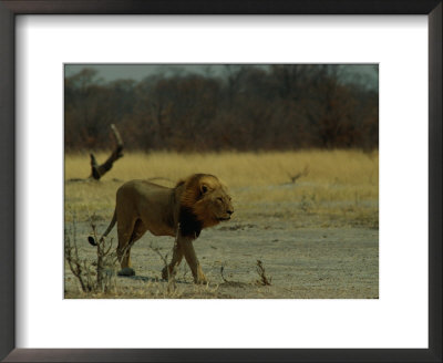 Ntwadumela, One Of The Two Adult Males That Control The Group Dubbed The Central Pride by Beverly Joubert Pricing Limited Edition Print image