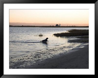 Black Labrador Running On Beach In Cape Cod, United States by Keenpress Pricing Limited Edition Print image
