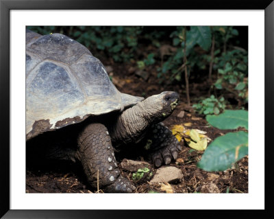 Closeup Of Giant Tortoise, Seychelles by Nik Wheeler Pricing Limited Edition Print image