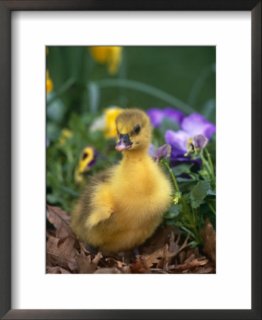 Domestic Gosling Amongst Pansies, Usa by Lynn M. Stone Pricing Limited Edition Print image