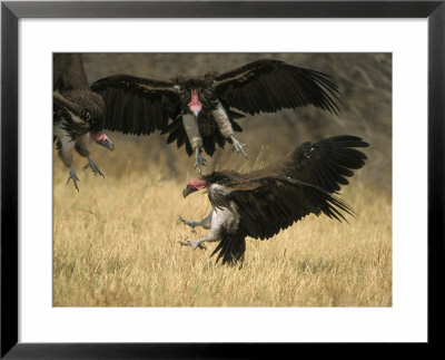 Lappet-Faced Vulture, Three In Air, Fighting Over Food, Botswana by Mark Hamblin Pricing Limited Edition Print image