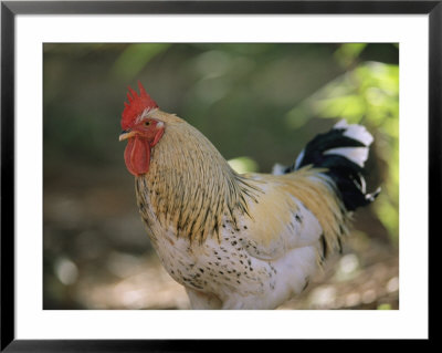 Close View Of A Rooster by Joel Sartore Pricing Limited Edition Print image