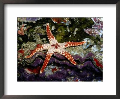 A Close-View Of A Sea Star Starfish by Wolcott Henry Pricing Limited Edition Print image