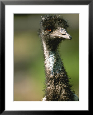 A Close View Of An Emu by Joel Sartore Pricing Limited Edition Print image