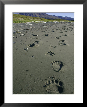 Grizzly Bear, Footprints In Wet Sand, Alaska by Mark Hamblin Pricing Limited Edition Print image
