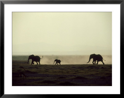 Elephants, Mating Chase At Dusk, Kenya by Martyn Colbeck Pricing Limited Edition Print image