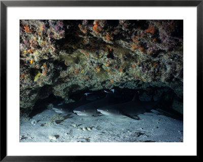 Whitetip Reef Sharks, Group, Tuamotu, Polynesia by Gerard Soury Pricing Limited Edition Print image