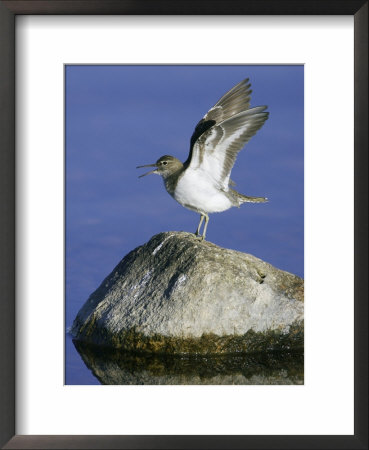 Common Sandpiper, Calling With Wings Raised, Scotland by Mark Hamblin Pricing Limited Edition Print image