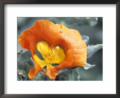 Horned Poppy by Hemant Jariwala Pricing Limited Edition Print image