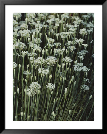 Garlic Chives, Whose Growth Is Encouraged By Nipping The Flowers by Sam Abell Pricing Limited Edition Print image