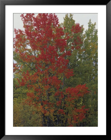 Aspen Tree In Autumn by Rich Reid Pricing Limited Edition Print image