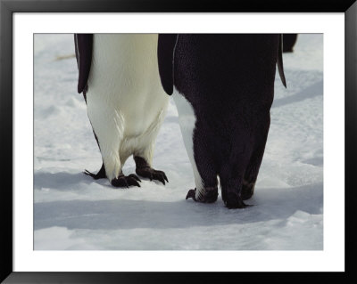 View Of The Legs And Feet Of A Pair Of Emperor Penguins by Bill Curtsinger Pricing Limited Edition Print image