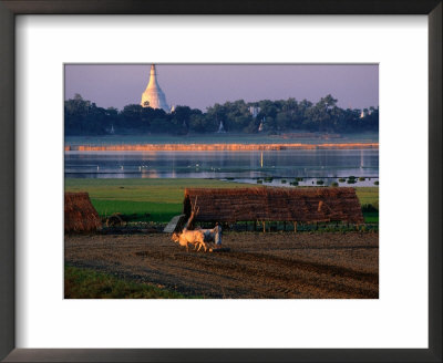 Farmer And His Oxen Plough Field By Tuangthaman Lake, Myanmar (Burma) by Jerry Alexander Pricing Limited Edition Print image