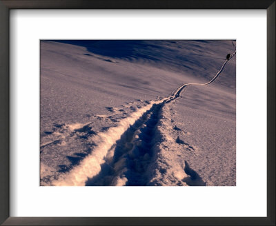Back Country Snow-Boarding Tracks On Powder Snow, Stokmarknes, Nordland, Norway by Christian Aslund Pricing Limited Edition Print image