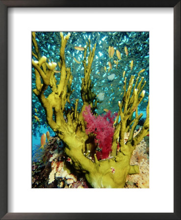 Fire Coral, And Table Coral, Acropora Valenciennesi by Mark Webster Pricing Limited Edition Print image