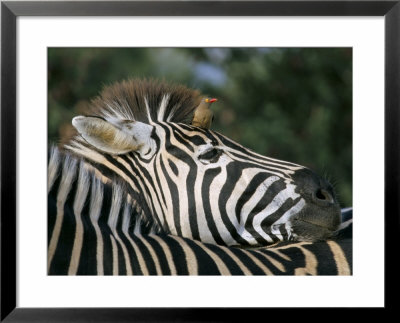 Redbilled Oxpecker On Burchell's Zebra, Kruger National Park, South Africa by Steve & Ann Toon Pricing Limited Edition Print image