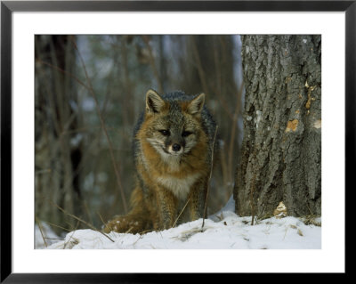 Grey Fox In Winter, Minnesota by Alan And Sandy Carey Pricing Limited Edition Print image