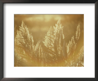 Sun Highlights Wispy Seedheads On Bullrushes by Stephen St. John Pricing Limited Edition Print image