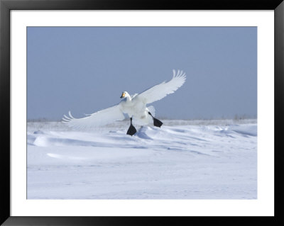 Whooper Swan (Cygnus Cygnus) Landing On Snow, Feet And Wings Extended by Roy Toft Pricing Limited Edition Print image