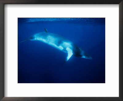 Minke Whale, Underwater, Queensland by Gerard Soury Pricing Limited Edition Print image