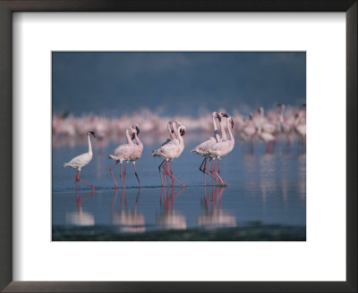 A Group Of Greater Flamingos Wade In The Shallow Water Of Lake Nakuru by Roy Toft Pricing Limited Edition Print image