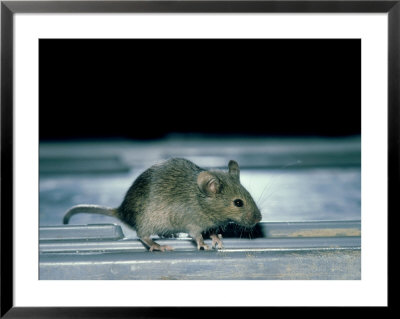 House Mouse, Mus Musculus by Liz Bomford Pricing Limited Edition Print image