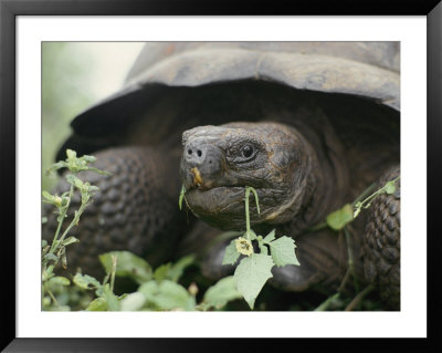 Alcedo Volcano Is Home To One Of The Largest Concentration Of Giant Galapagos Tortoises by Sam Abell Pricing Limited Edition Print image