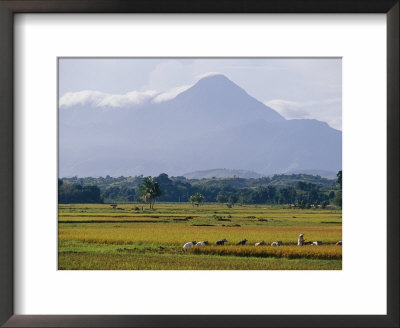 Laborers In A Rice Field Work In The Shadow Of A Volcano by Steve Raymer Pricing Limited Edition Print image