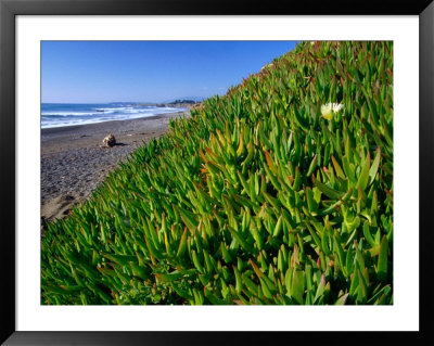 Succulents Along The San Simeon Coastline, San Simeon, California, Usa by Brent Winebrenner Pricing Limited Edition Print image
