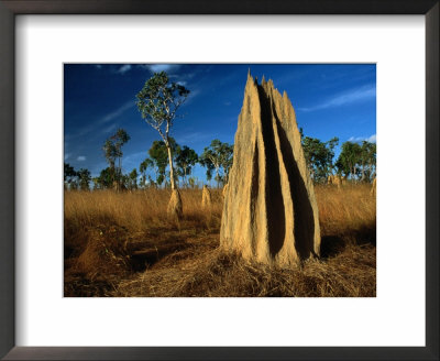 Termite Mounds In Grasslands, Hann River Crossing, Lakefield National Park, Australia by Trevor Creighton Pricing Limited Edition Print image