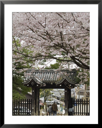 Old Couple Walking Through Gate Under Spring Cherry Tree Blossom, Kyoto, Japa, Asia by Chris Kober Pricing Limited Edition Print image