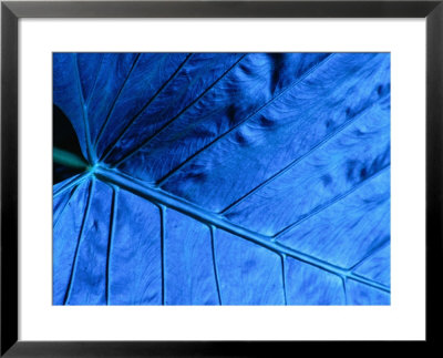 Close Up Of Leaf, Welchman Hall Gully by Holger Leue Pricing Limited Edition Print image
