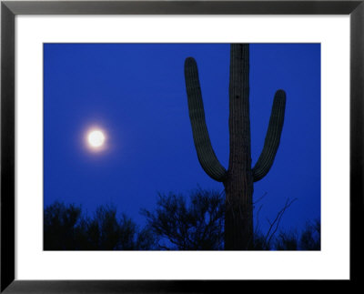 Moon And Silhouetted Cactus,Saguaro National Park, Arizona, Usa by Richard Cummins Pricing Limited Edition Print image