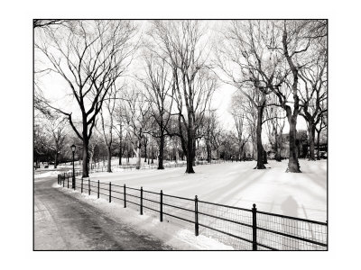 New York Grove Of Trees by Jason Graham Pricing Limited Edition Print image