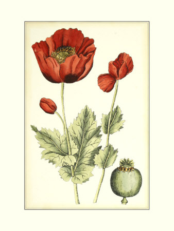 Poppy Blooms I by Elizabeth Blackwell Pricing Limited Edition Print image
