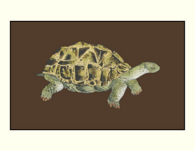 Tortoise Collector I by Chariklia Zarris Pricing Limited Edition Print image