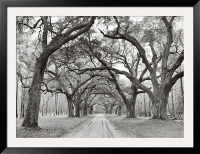 Oak Arches by Jim Morris Pricing Limited Edition Print image