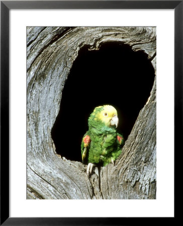 Yellow-Headed Parrot At Entrance Of Hole, Mexico by Patricio Robles Gil Pricing Limited Edition Print image