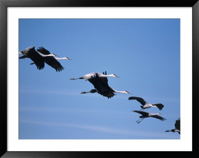 Sandhill Cranes (Grus Canadensis) In Flight by Elizabeth Delaney Pricing Limited Edition Print image
