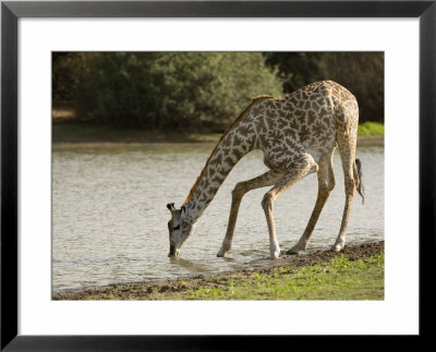Masai Giraffe, Adult Bending Down To Drink From Lake, Tanzania by Mike Powles Pricing Limited Edition Print image