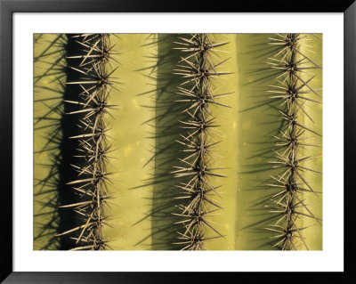 Saguaro Cactus Pattern by Rich Reid Pricing Limited Edition Print image