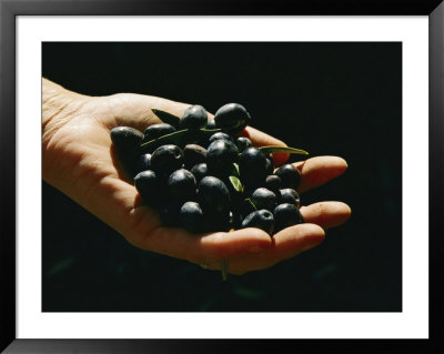 Prized Worldwide, These Fresh Hand-Picked Olives Will Soon Be Made Into Oil by Ira Block Pricing Limited Edition Print image