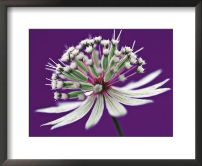 Astrantia (Masterwort), Flower On Purple Background by Steven Knights Pricing Limited Edition Print image